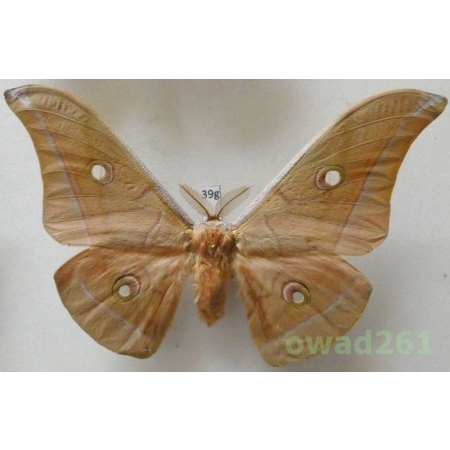 Antheraea pernyi (Guérin-Méneville, 1855) male ex. ovo China 122mm39g